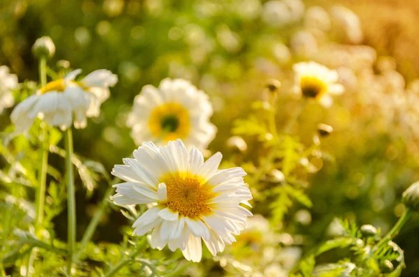 Spring flower fields