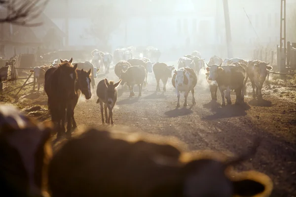 Cows and horses at sunrise