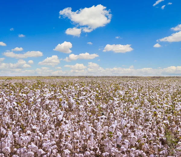 Cotton fields