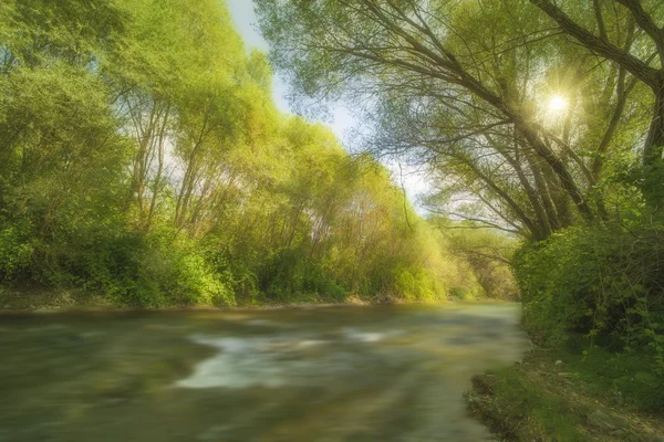 Row of trees by the river