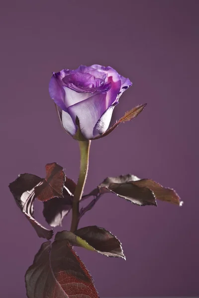 Purple rose in background purple