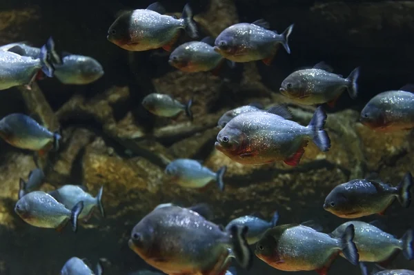 Piranhas fish flock