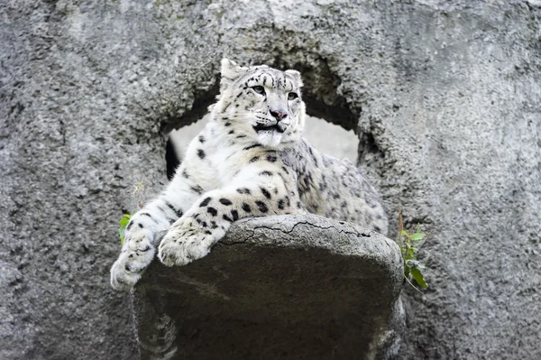 Snow leopard irbis