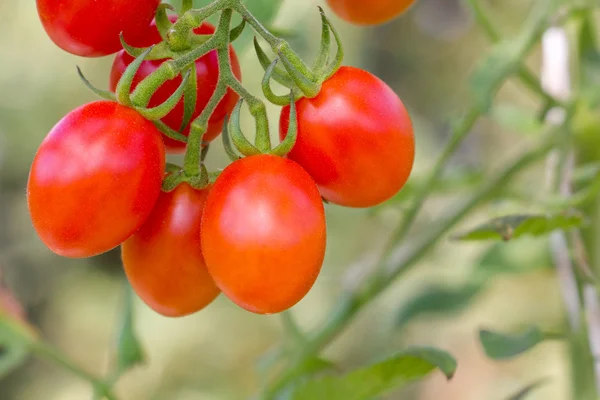 Tomatoes