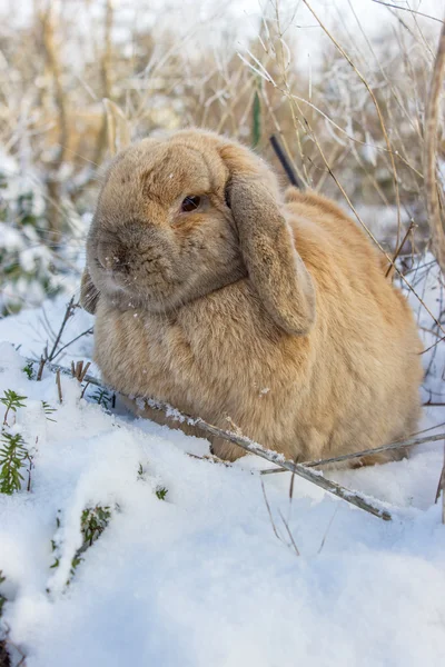 A Dwarf Rabbit