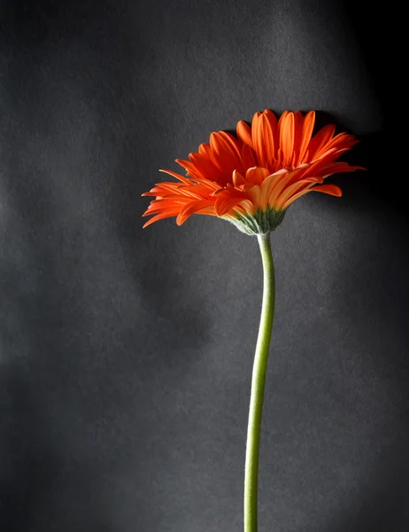 Photoart, orange gerbera flower on a dark gradient background, s