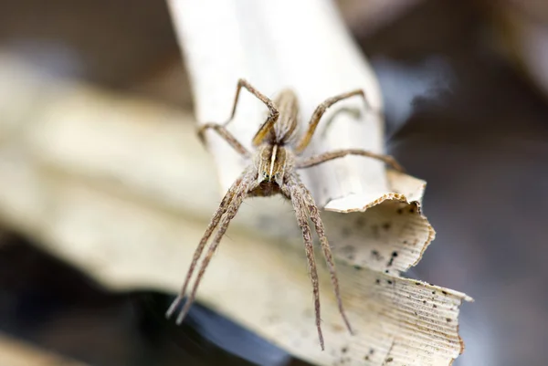 Wolf spider (Lycosidae) , selective focus on face, close-up