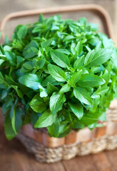 Bunch of fresh green basil in a basket on a wooden table, select