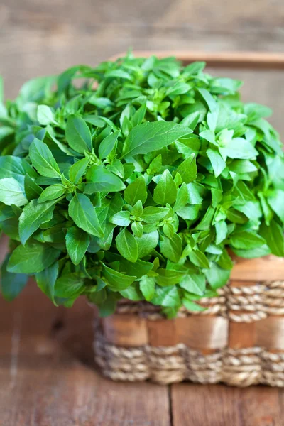 Bunch of fresh green basil in a basket on a wooden table, select