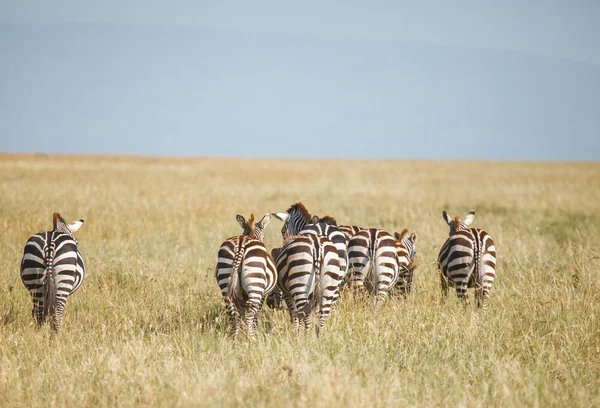 Zebra in migration