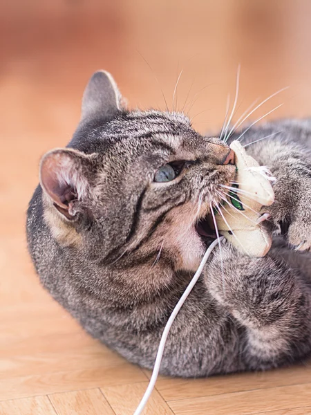 A grey striped cat plays with cat's toys