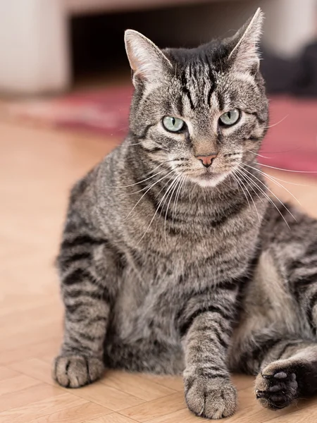 A grey striped cat plays in a flat