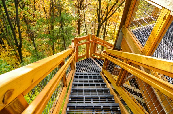 Forest tower steps