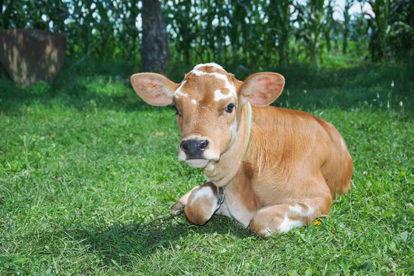 Little spotted calf lying on the grass.