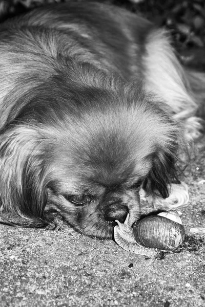 The street dog sniffs snail.