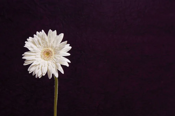 White daisy flower