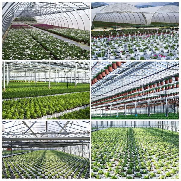 Commercial plants growing in greenhouse