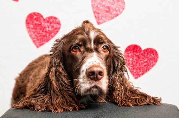 Valentine dog with heart background