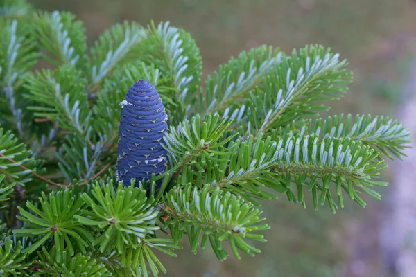 Korean fir cone