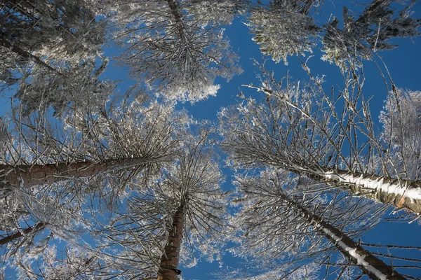 Perspective view of winter trees