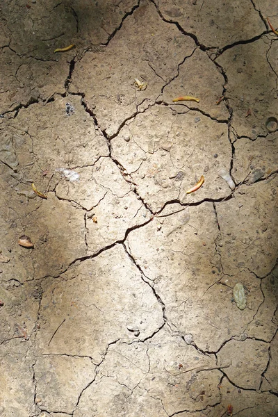 Drought cracked earth