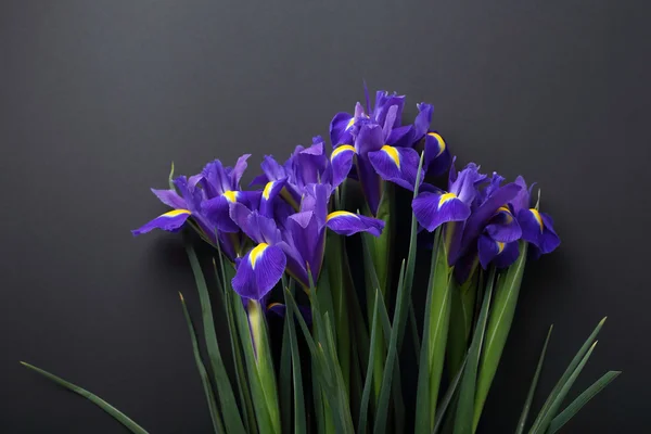 Blue flowers on black background