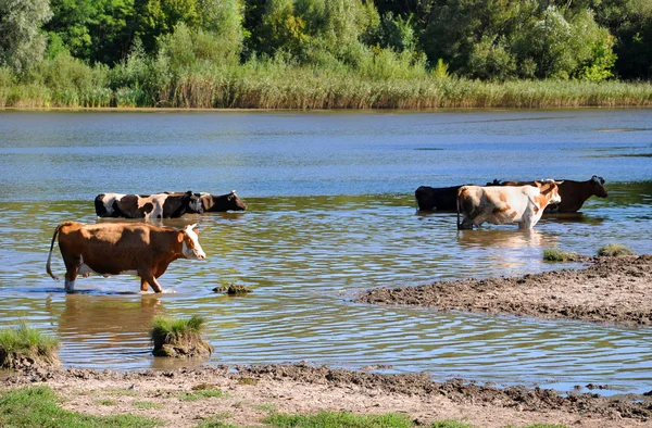 Herd of cows standing in a lake