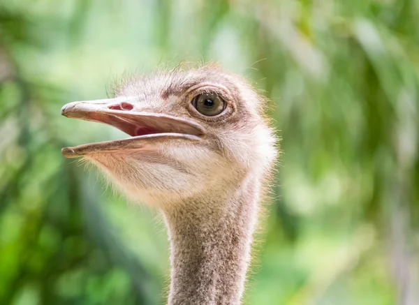 The open mouth ostrich