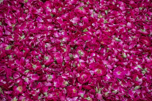Rose petals forming flowerbed