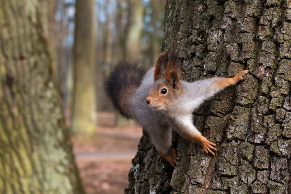 Squirrel in a tree looking curiously. Close-up.