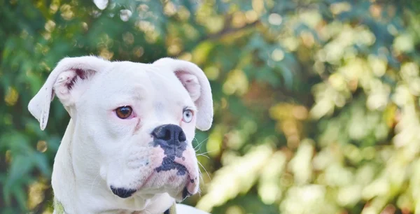 Close up of a white boxer dog.
