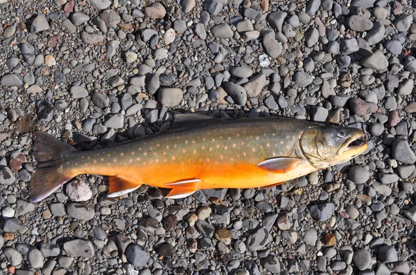 Successful fishing, Arctic char.