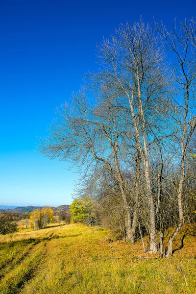 Landscapes forest color beauty nature tree green scenics woodlan