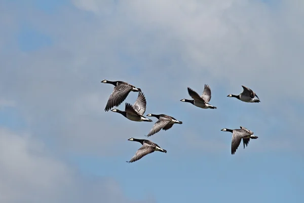 Flying Barnacle geese on the North Sea