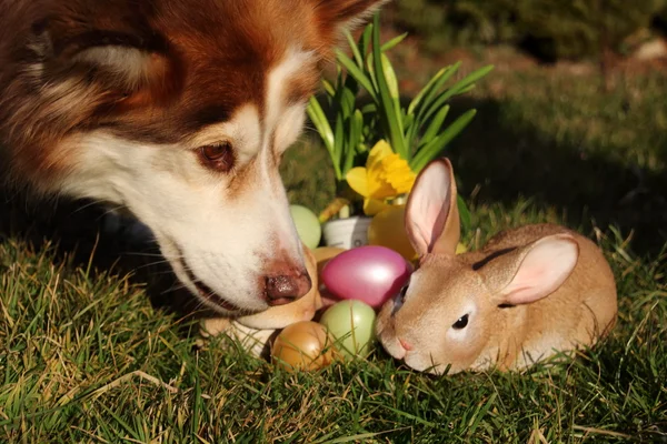 Husky and Easter bunny with colored eggs