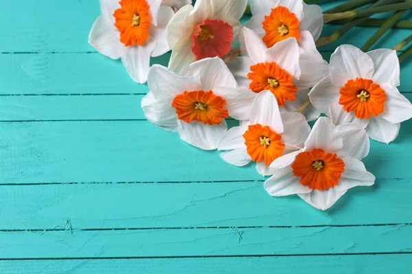 White orange  daffodils