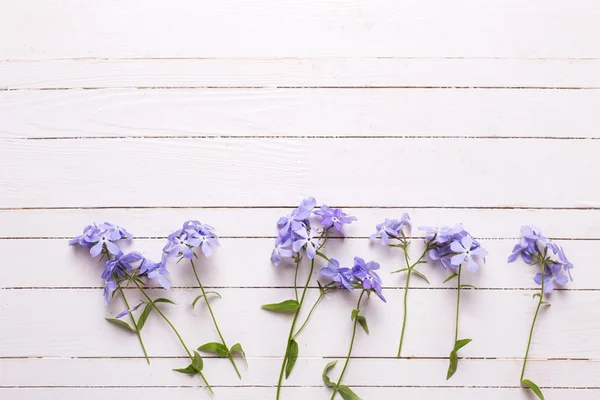 Border from tender blue flowers
