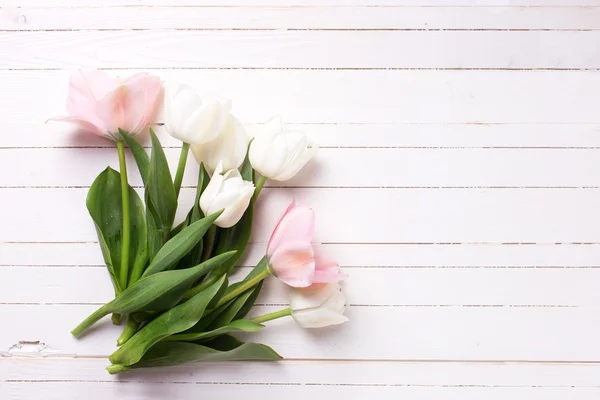 Pink and white  tulip flowers