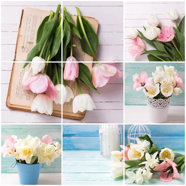 Collage with tulips a nd daffodils
