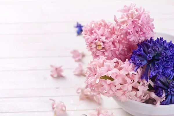 Hyacinths flowers  on white