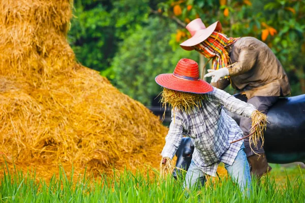 Scarecrow in a Thai Rice Field