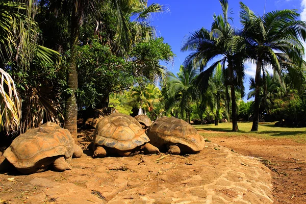 Three giant turtles (Dipsochelys gigantea) sleeping under the palm tree in tropical park in Mauritius