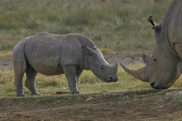 Baby and mother rhino