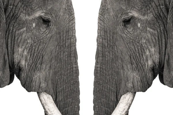 African Elephant Head to head