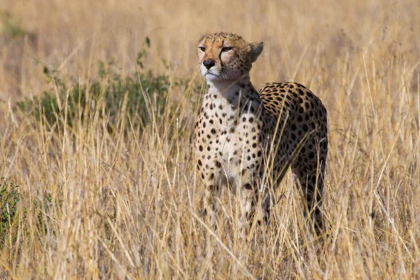 Cheetah Acinonyx jubatus