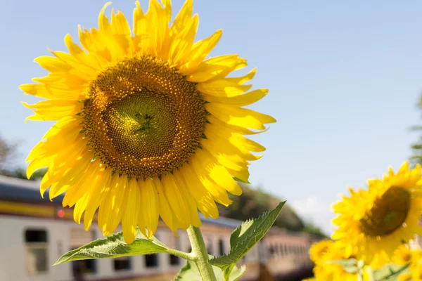 Close up sun flower with sky