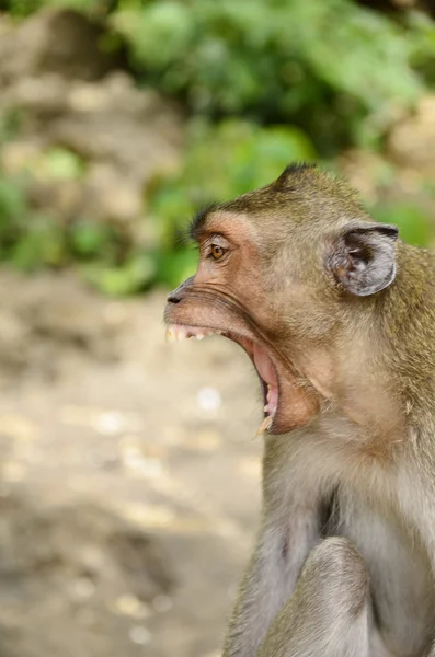 Animal, monkey angry