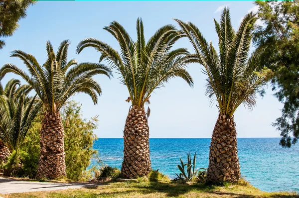 Mediterranean Sea palm trees on the seaside, Crete, Greece