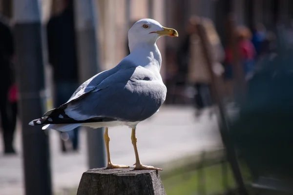 Gulls in the center of Venice