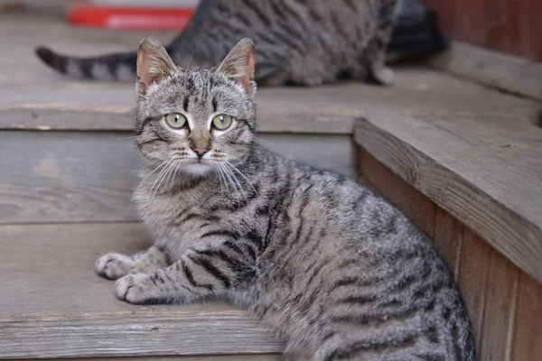 Gray striped cat sitting on a wooden porch farmhouse